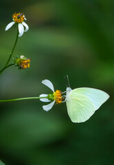 Many species of butterflies, many colors Strangely beautiful in Pasida National Park Sa Kaeo Province, Thailand, taken on 29 June 2024.