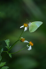 Many species of butterflies, many colors Strangely beautiful in Pasida National Park Sa Kaeo Province, Thailand, taken on 29 June 2024.