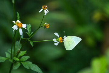 Many species of butterflies, many colors Strangely beautiful in Pasida National Park Sa Kaeo Province, Thailand, taken on 29 June 2024.