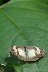 Many species of butterflies, many colors Strangely beautiful in Pasida National Park Sa Kaeo...