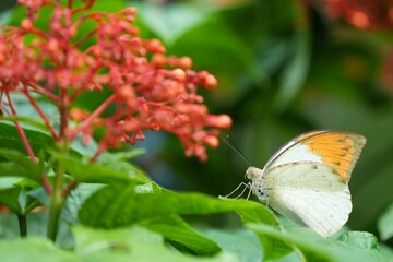 Many species of butterflies, many colors Strangely beautiful in Pasida National Park Sa Kaeo...