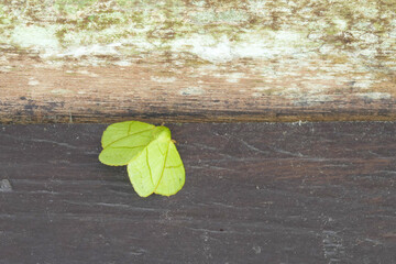 Many species of butterflies, many colors Strangely beautiful in Pasida National Park Sa Kaeo...