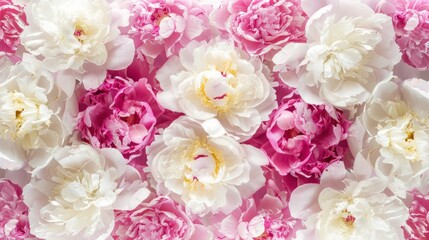 Obraz premium Pink and White Peony Flowers