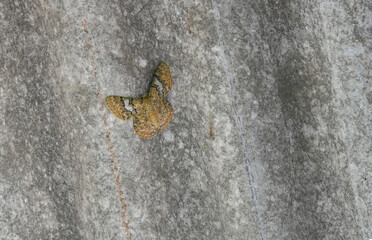 Many species of butterflies, many colors Strangely beautiful in Pasida National Park Sa Kaeo Province, Thailand, taken on 29 June 2024.