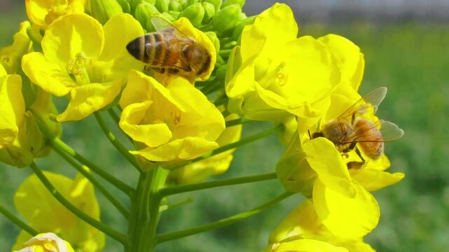 slow motion of Insect bees gather nectar on yellow rapeseed flowers honey bee busy in oilseed field works hard to collect the pollen honey at spring sunny morning