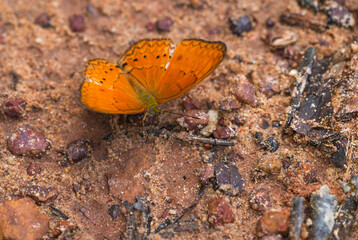 Many species of butterflies, many colors Strangely beautiful in Pasida National Park Sa Kaeo Province, Thailand, taken on 29 June 2024.