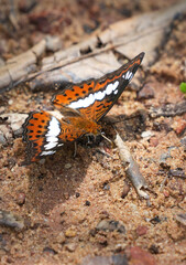 Many species of butterflies, many colors Strangely beautiful in Pasida National Park Sa Kaeo Province, Thailand, taken on 29 June 2024.