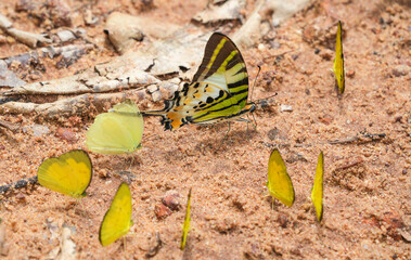 Many species of butterflies, many colors Strangely beautiful in Pasida National Park Sa Kaeo Province, Thailand, taken on 29 June 2024.