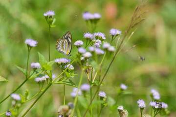 Many species of butterflies, many colors Strangely beautiful in Pasida National Park Sa Kaeo Province, Thailand, taken on 29 June 2024.