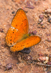 Many species of butterflies, many colors Strangely beautiful in Pasida National Park Sa Kaeo Province, Thailand, taken on 29 June 2024.