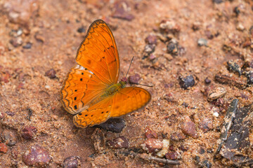Many species of butterflies, many colors Strangely beautiful in Pasida National Park Sa Kaeo Province, Thailand, taken on 29 June 2024.