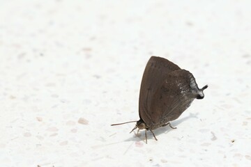 Many species of butterflies, many colors Strangely beautiful in Pasida National Park Sa Kaeo Province, Thailand, taken on 29 June 2024.