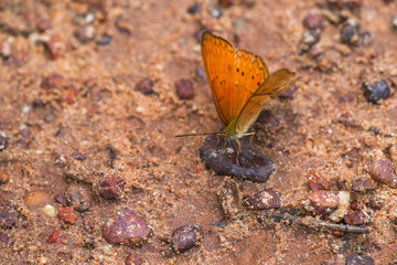 Many species of butterflies, many colors Strangely beautiful in Pasida National Park Sa Kaeo...