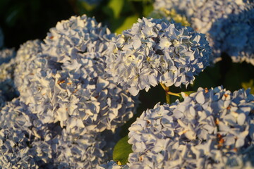 hydrangeas