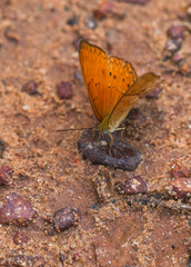 Many species of butterflies, many colors Strangely beautiful in Pasida National Park Sa Kaeo Province, Thailand, taken on 29 June 2024.