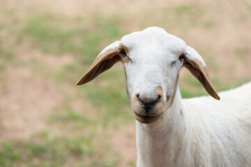 Portrait of white Nubian Goat at meadow. closeup farm animal