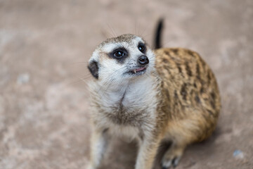 Portrait of meerkat looking at natural dirt in meadow.