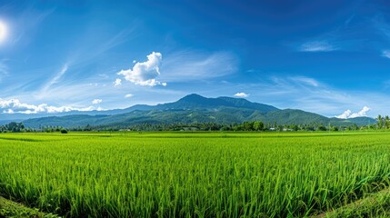 Fototapeta premium Scenic panorama of green rice fields with a clear blue sky and distant mountain range.