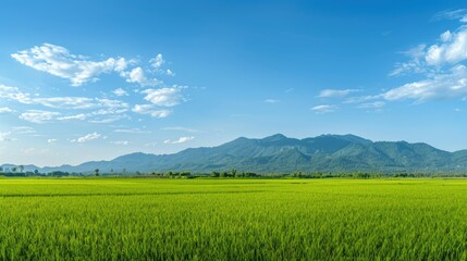 Fototapeta premium Scenic panorama of green rice fields with a clear blue sky and distant mountain range.