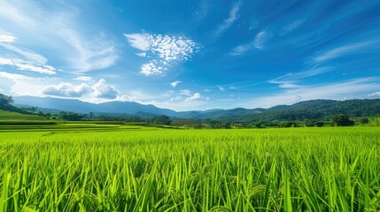Obraz premium Vibrant green rice paddies with a clear blue sky and distant hills.