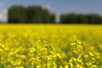 Rapeseed field on a summer day