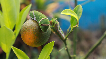 A green caterpillar crawls on an orange fruit, surrounded by lush green leaves. A Close up shot of green caterpillar is crawling on a branch of a citrus tree background.