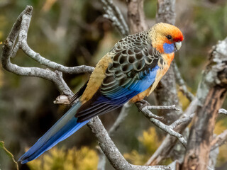 Adelaide Crimson Rosella in Australia