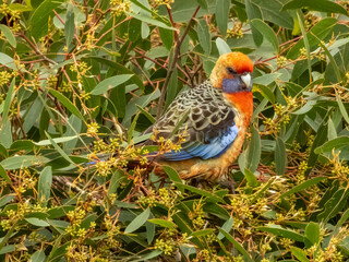 Adelaide Crimson Rosella in Australia