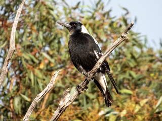 Australasian Magpie perching and singing in Australia