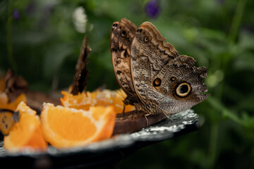 Fototapeta premium Butterfly and tangerines on a table in the garden. Butterfly Conservatory, Ontario, Canada. 