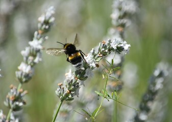 furry bumblebee collects pollen on white lavender flowers