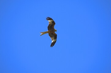 kite flies under the blue sky