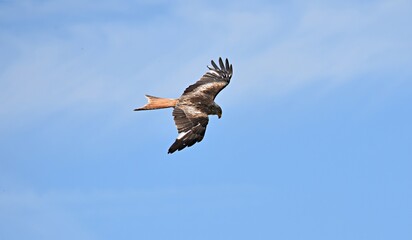 kite flies under the blue sky
