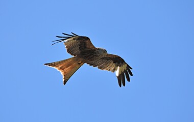 kite flies under the blue sky