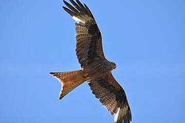 kite flies under the blue sky