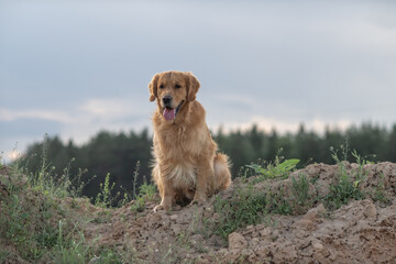 Beautiful purebred golden retriever on a walk outdoors.