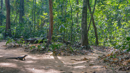 A wild monitor lizard on a dirt road in the jungle. The head is raised. The tail spreads out on the...