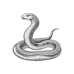 Fototapeta premium snake engraving hand drawn illustration isolated white background