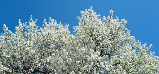 White cherry tree flower in spring. Blossoming tree brunch with white flowers on blue background. Spring flowers, blossom, white apple tree flowers. Blossoming tree brunch with white flowers on bokeh.