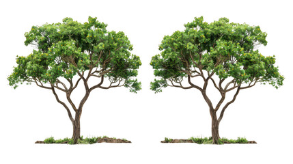 Twin ranks of majestic arboreal sentinels isolated on a pure white background