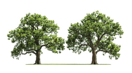 Double file of lofty arboreal monuments isolated on a pure white background