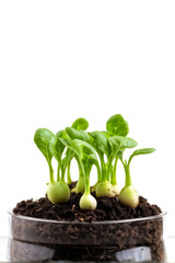 Obraz premium Growing micro greens arugula sprouts with potted soil isolated on white background. Clipping path 