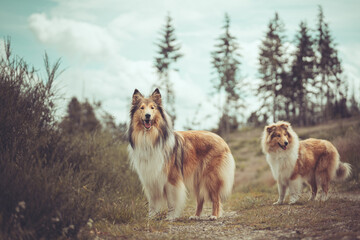 2 rough Collies Langhaar sable schottisch stehen in der Natur am Wald im Sommer
