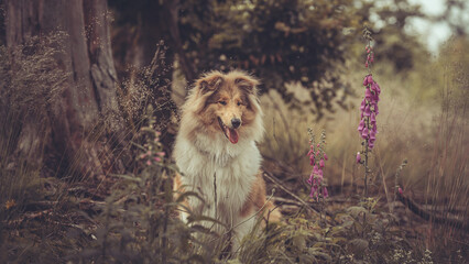 Portrait rough Collie Langhaar sable schottisch outdoor im Sommer  Wald Var. 7