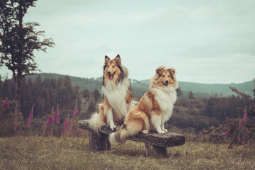 2 rough Collies Langhaar sable schottisch outdoor im Sommer Var. 2