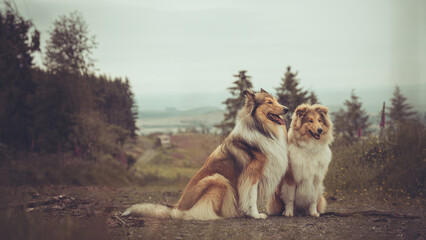 2 rough Collies Langhaar sable schottisch outdoor im Sommer sitzen Var. 3
