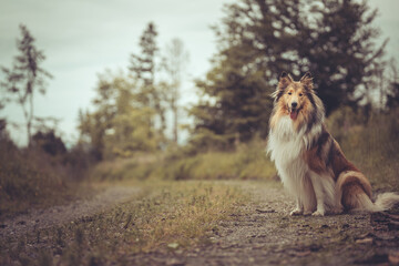 Portrait  rough Collies Langhaar sable schottisch outdoor im Sommer Var. 5
