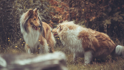 2 rough Collies Langhaar sable schottisch outdoor im Sommer miteinander spielend Var. 9