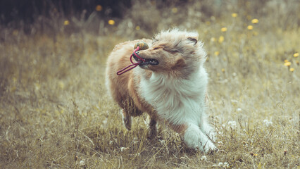 Portrait rough Collie Langhaar sable schottisch outdoor im Sommer Garten Blumenwiese Var. 9