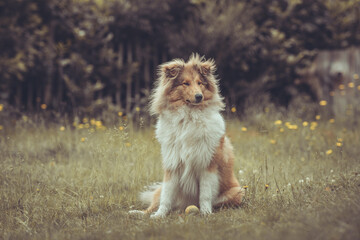 Portrait rough Collie Langhaar sable schottisch outdoor im Sommer Garten Blumenwiese Var. 8